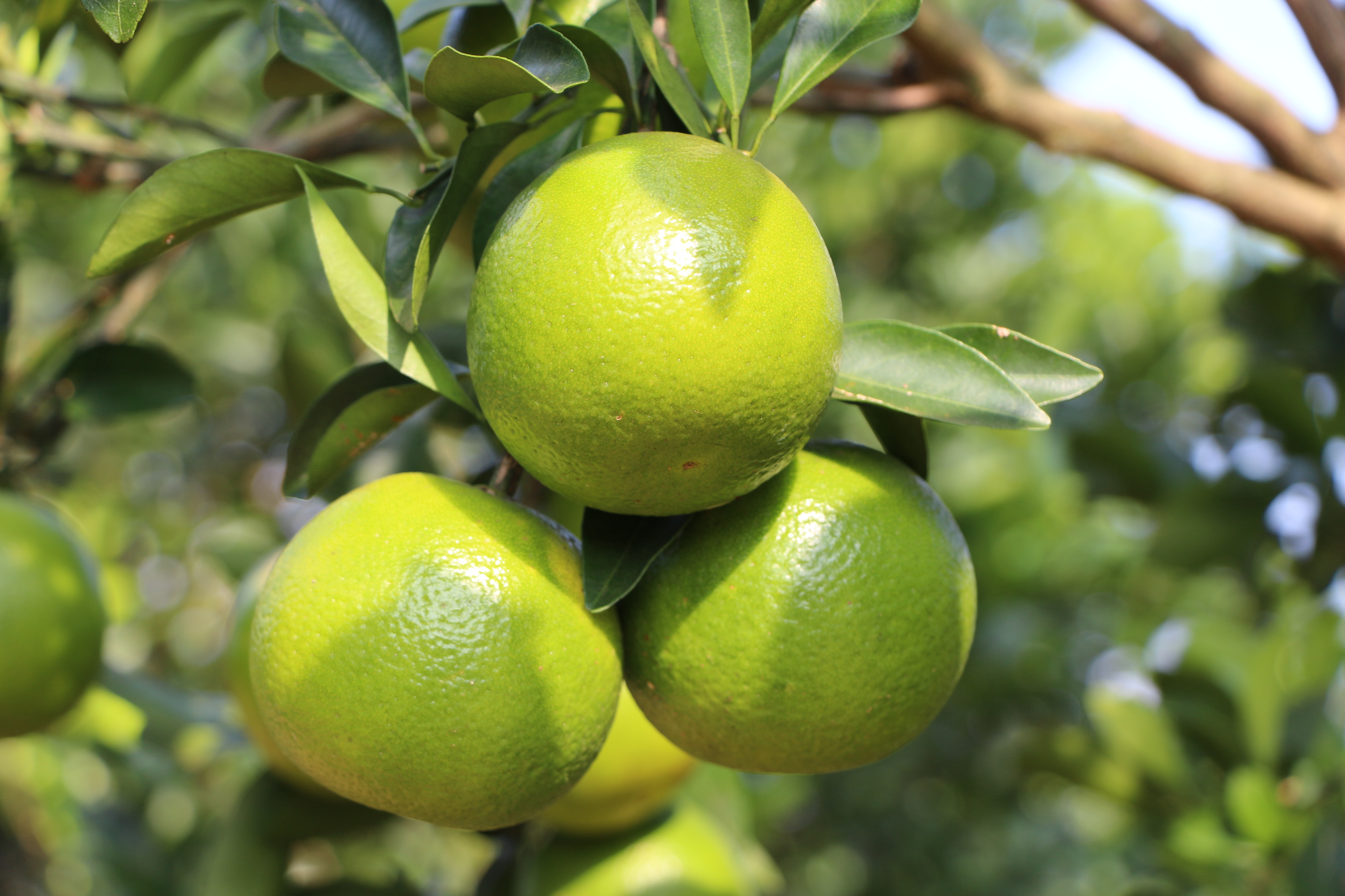 豪利777鲜果福橙