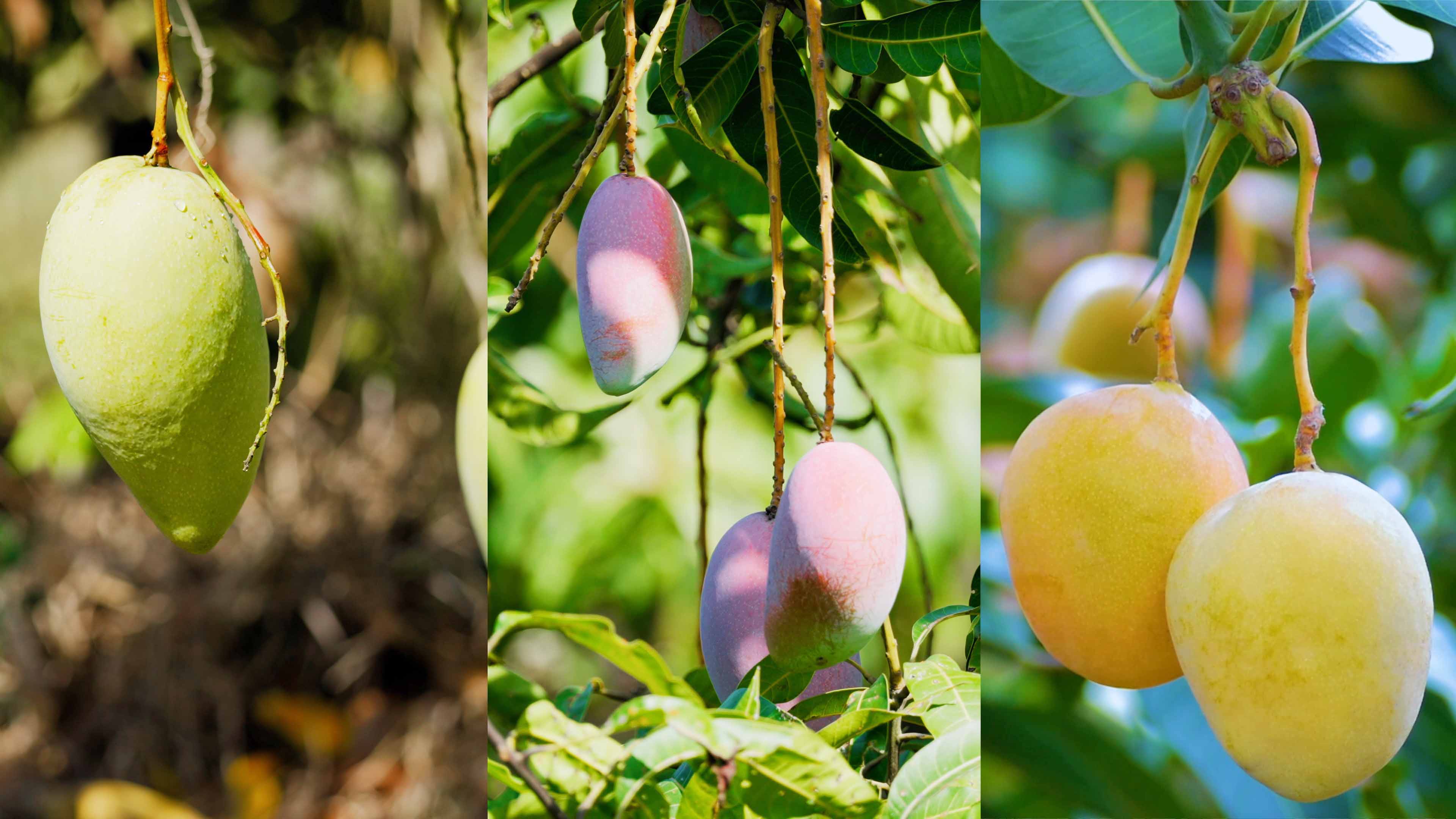 豪利777哲林芒果