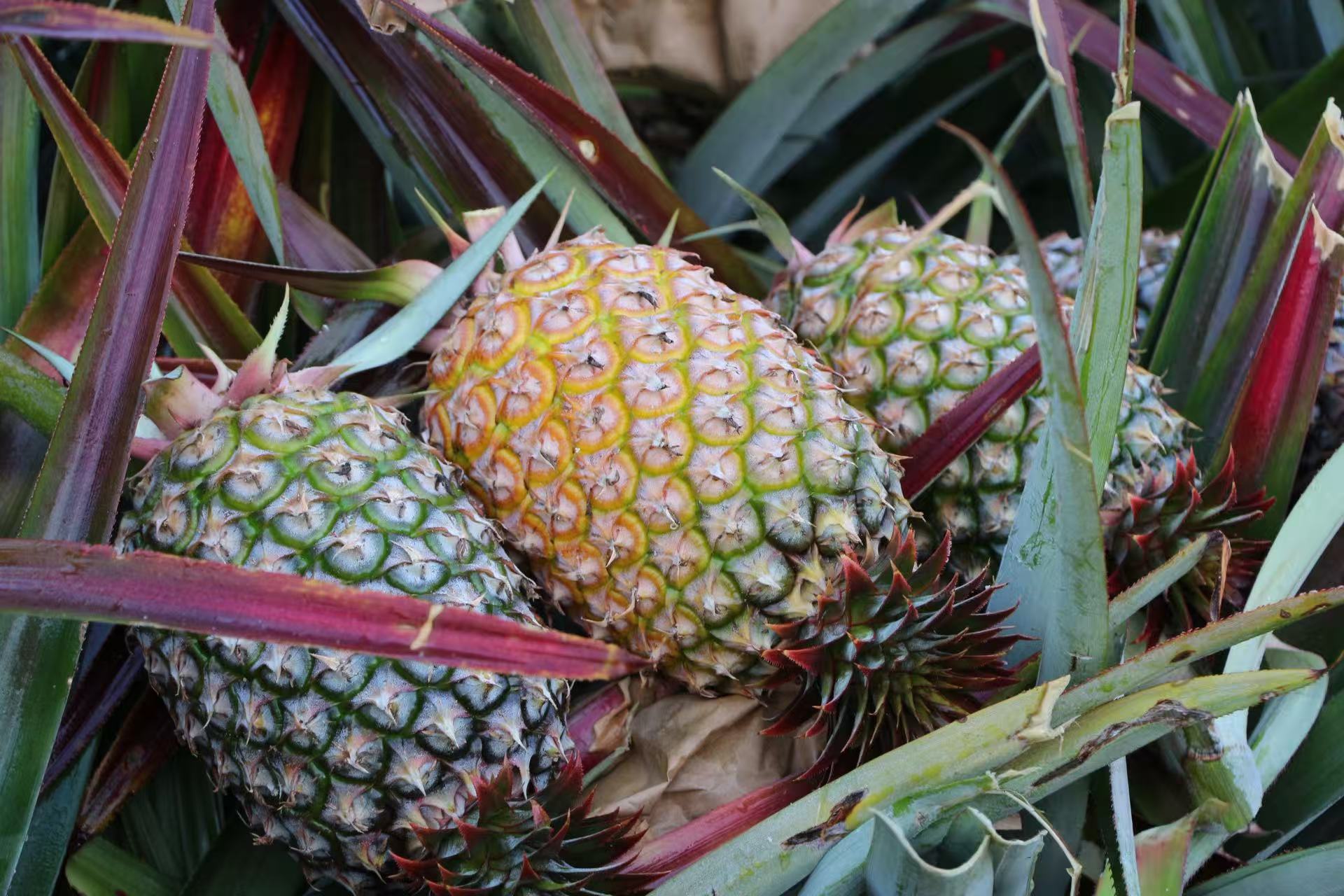 豪利777鲜果金钻凤梨