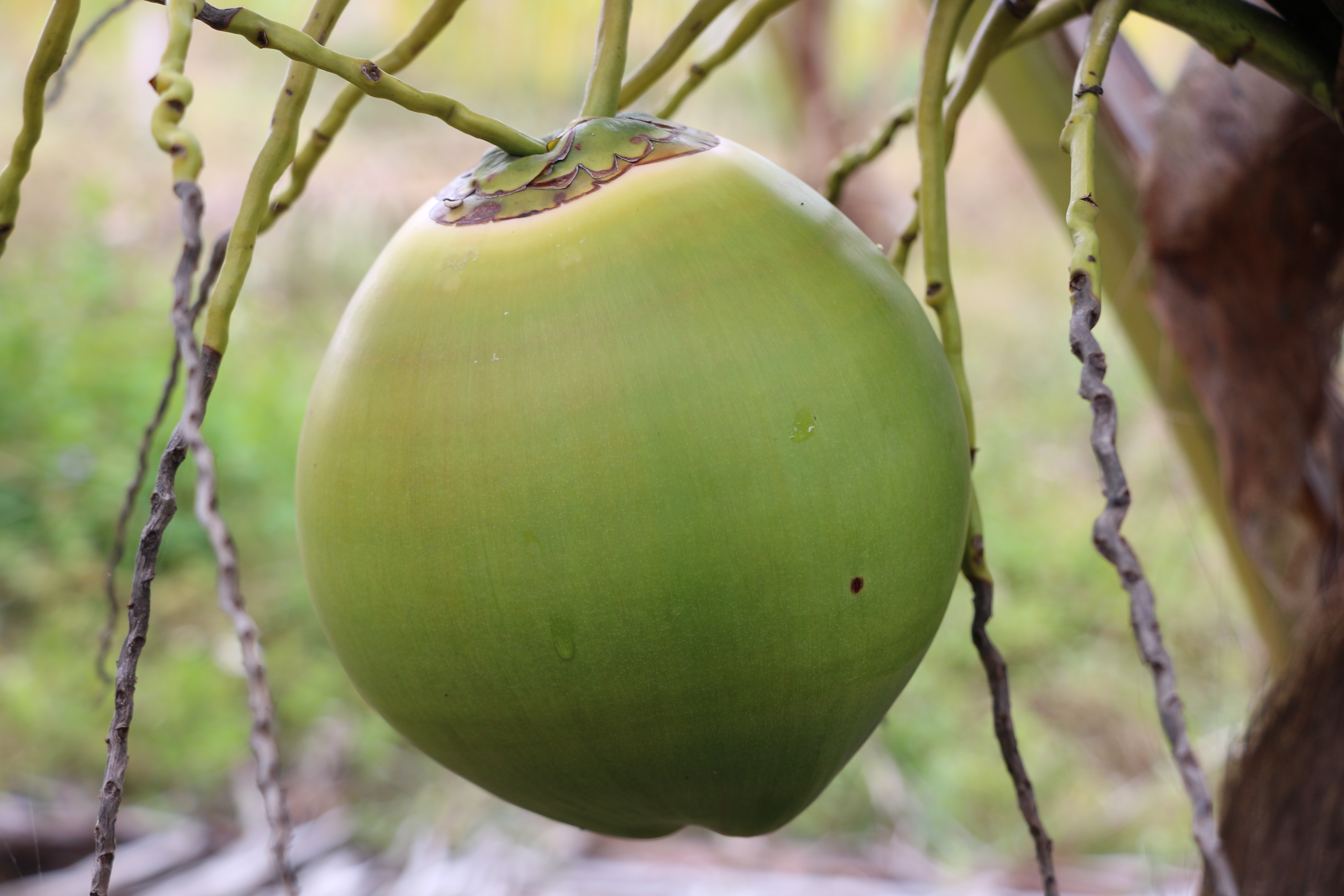 豪利777鲜果椰青